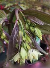 Disporum cantoniense